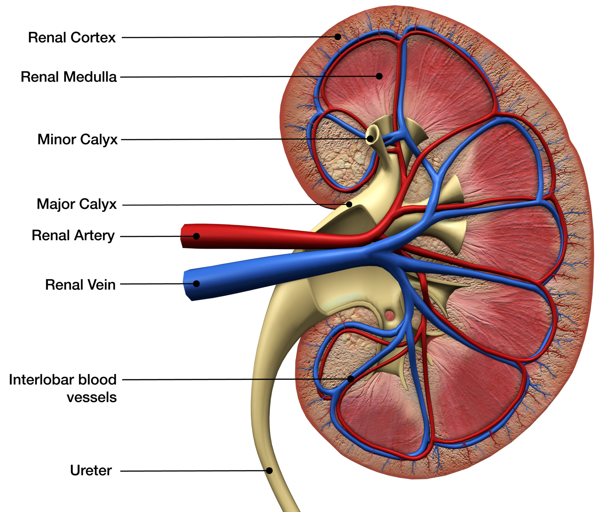 Renal Artery Disease Preferred Vascular Group Renal Artery Disease Preferred Vascular Group