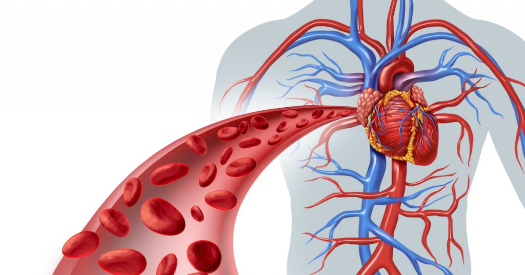 How To Keep Your Circulatory System Healthy